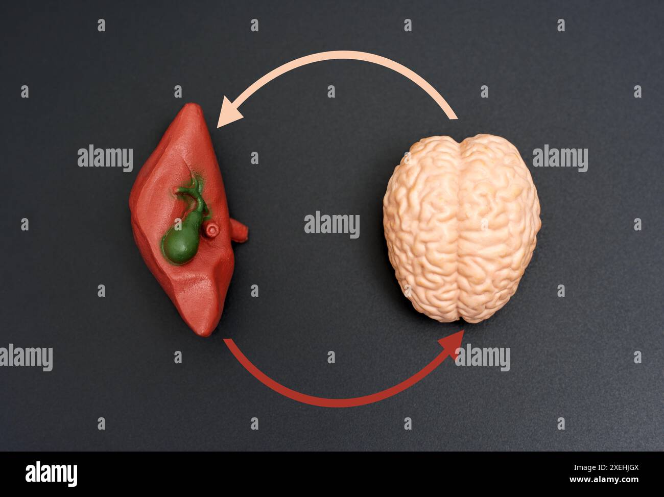 Miniature anatomical liver and brain models with red and beige circular arrows on black surface. Health interaction concept. Stock Photo