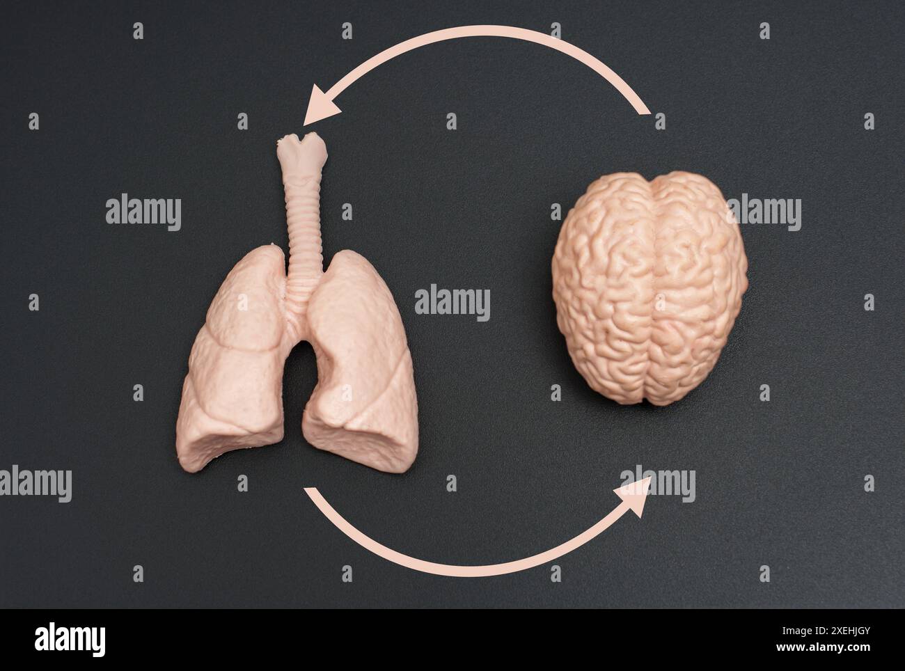 Close-up view of realistic brain and lungs models interconnected by circular arrows on a dark background. Nervous and respiratory systems communicatio Stock Photo