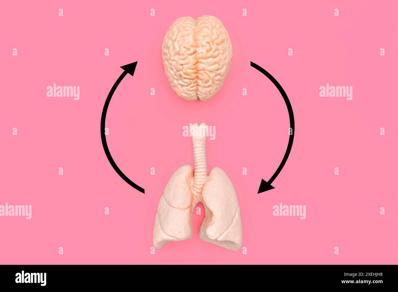 Creative brain-lungs axis concept: Realistic brain and lungs models interconnected by circular arrows on a pink background. Stock Photo