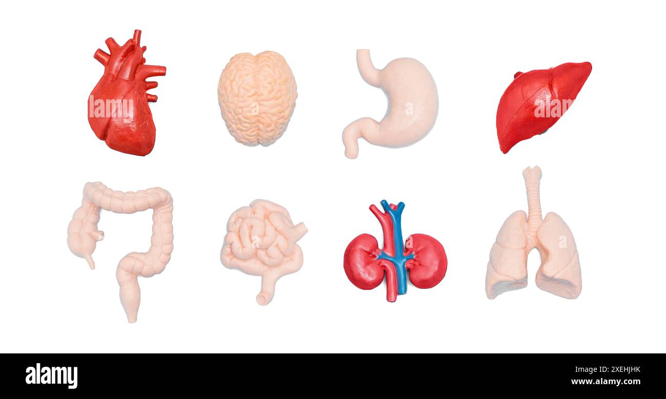 Set of main human organs isolated on a white background, including heart, lungs, brain, liver, stomach, intestines, and kidneys. Stock Photo