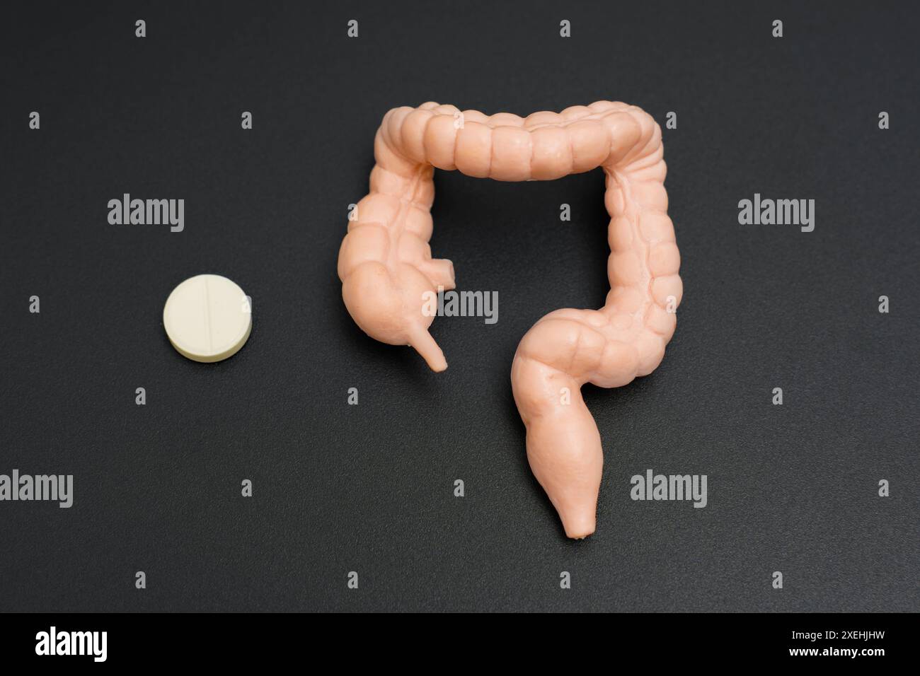 The Large Inestine Model Close-up of a detailed human large intestine model alongside a round ...