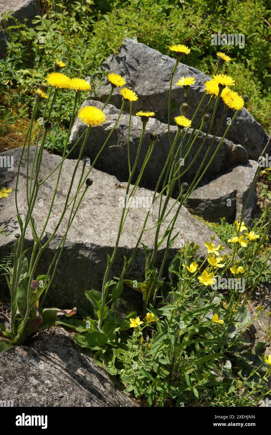 Hypochaeris maculata, spotted cats-ear Stock Photo