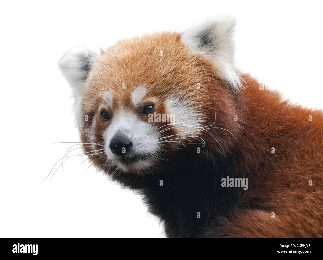 Red panda Pale 初代 Red panda Particle 初代