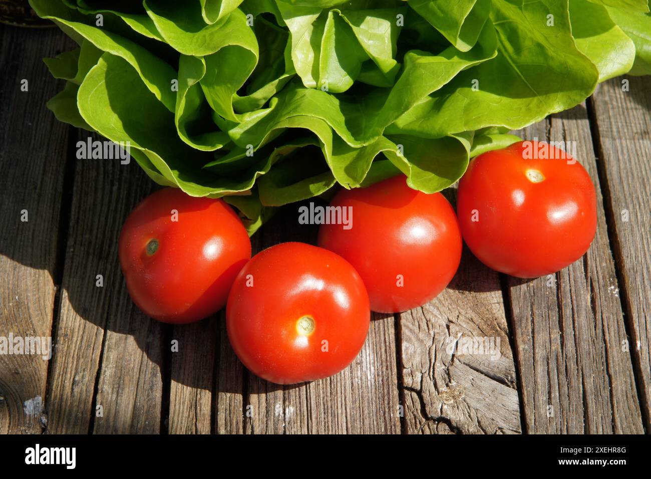Solanum esculentum, Lactuca sativa, tomato, lettuce Stock Photo