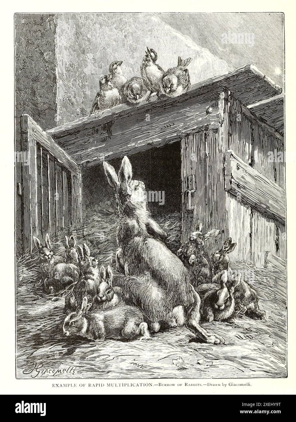 Rappidly Rappid Rabbits Rapid multiplication hi-res stock photography and images - Alamy