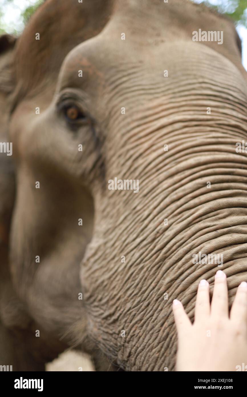 Human hand touching Asian elephant Stock Photo - Alamy