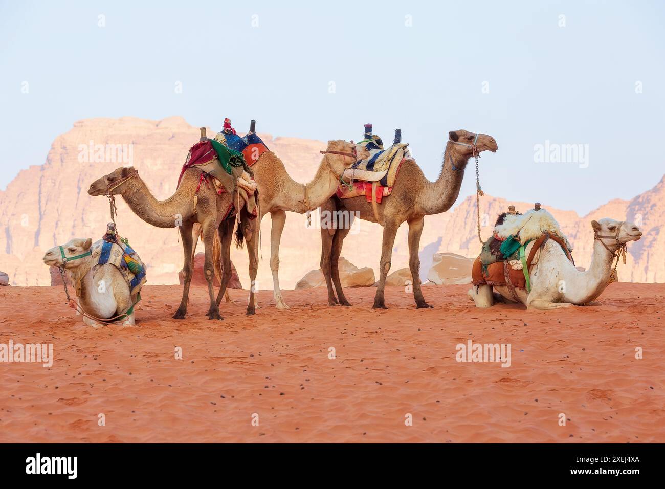 Jordan bedouin and camels hi-res stock photography and images - Alamy