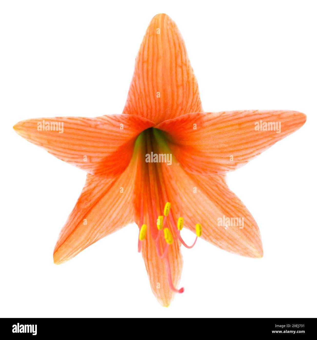 Red orange flower Amaryllis Stock Photo