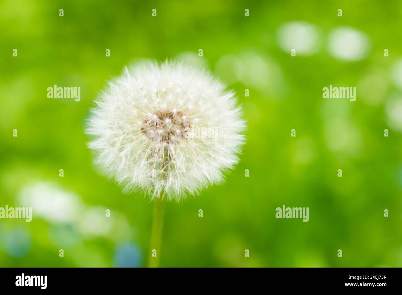 Dandelion flower seed growth hi-res stock photography and images - Alamy
