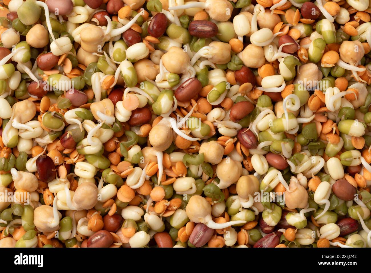 Mixture of fresh colorful sprouts full frame close up as background Stock Photo