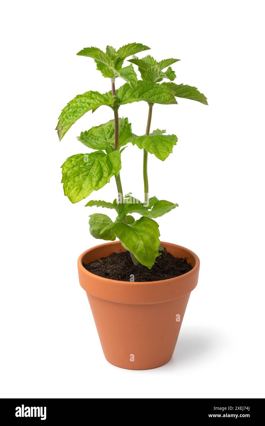 lima beans plants Willow Leaf White Lima Bean