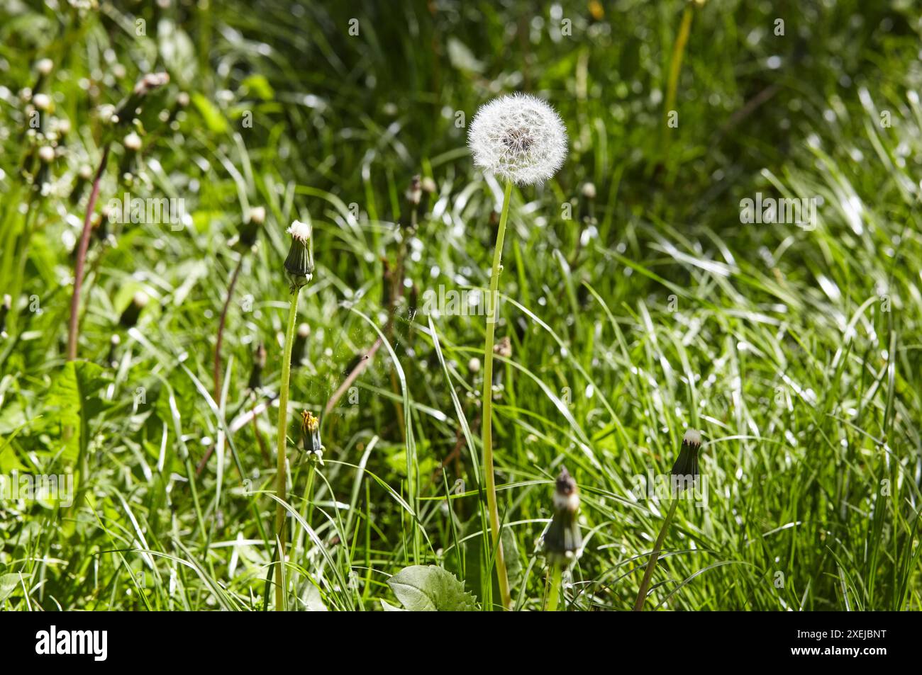 Dandelions wish blow flowers hi-res stock photography and images - Alamy