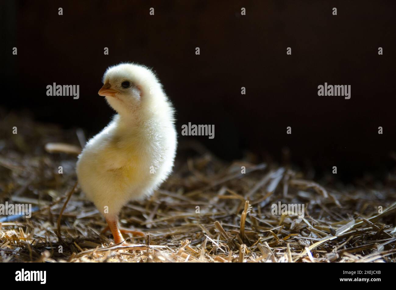 A single yellow chick standing on straw, illuminated by soft light Stock Photo