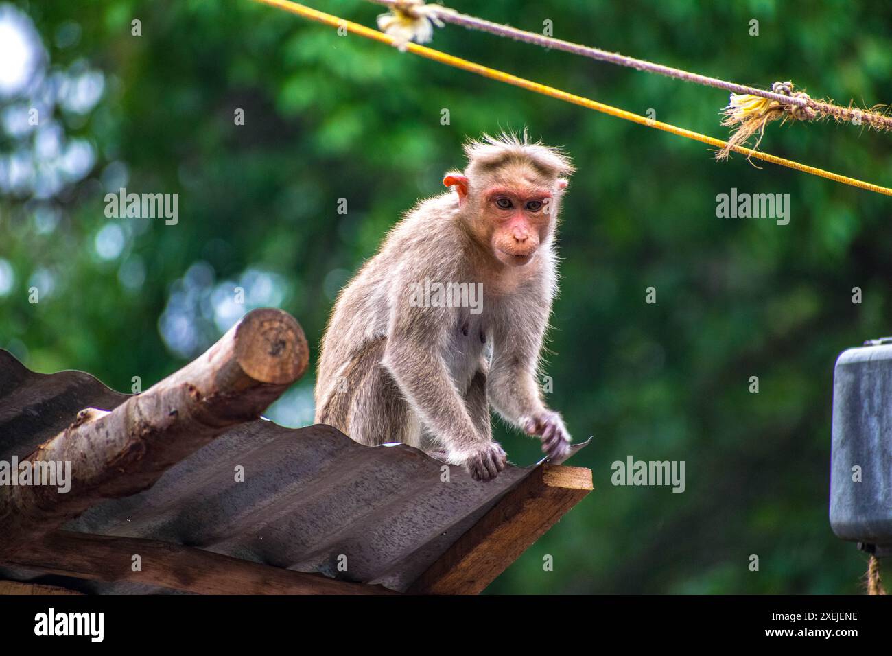 Monkey World in Courtallam, Tamil Nadu, India Stock Photo Alamy