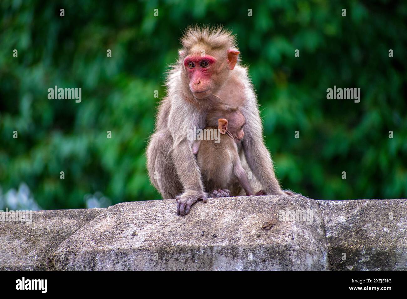 Monkey World in Courtallam, Tamil Nadu, India Stock Photo Alamy