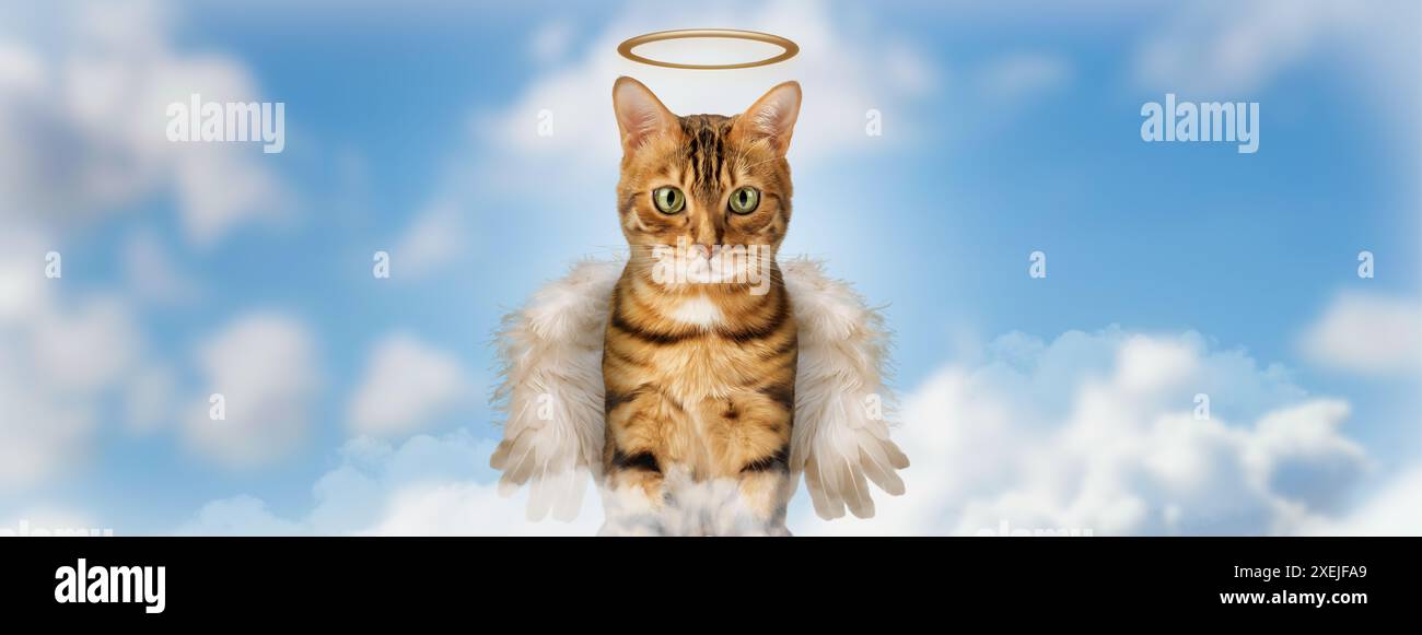 Cat wings hi-res stock photography and images - Alamy