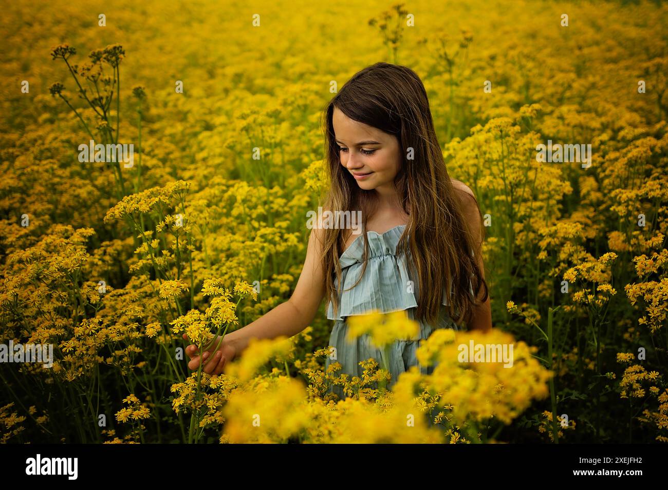 Beautiful young girl standing in field of yellow flowers blue sky Stock ...