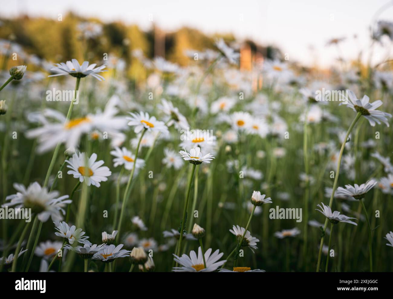 White daisies blooming on field Stock Photo