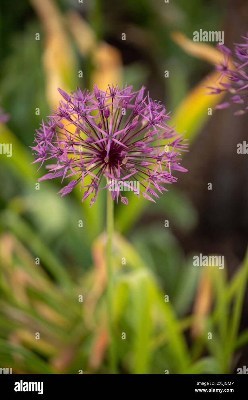Purple bloom hi-res stock photography and images - Alamy