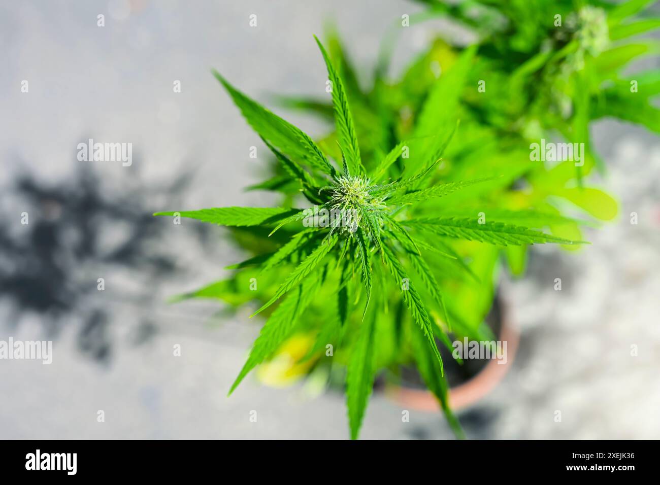 Hemp plant Stock Photo