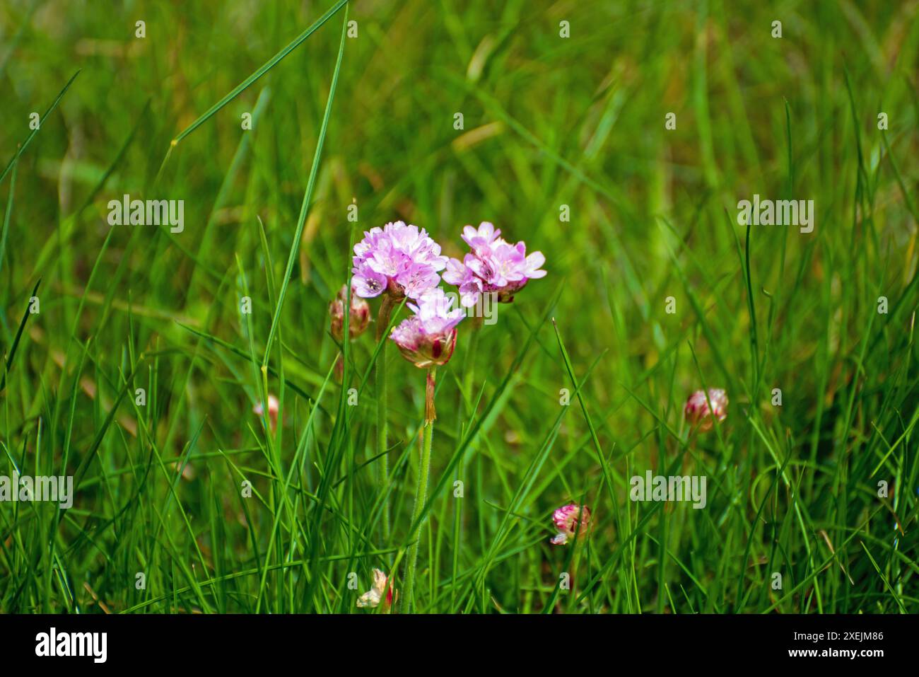 Name flowers hi-res stock photography and images - Alamy