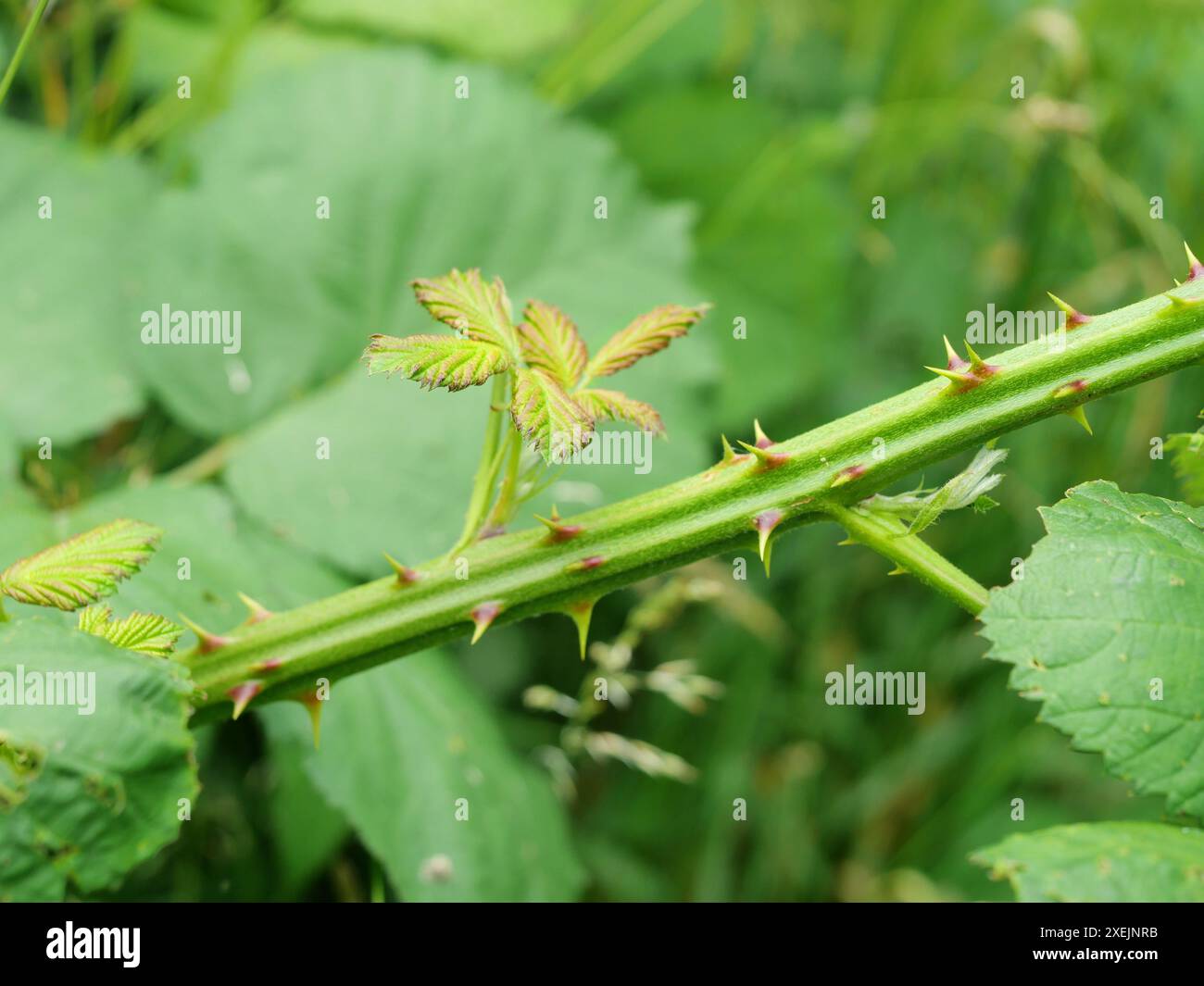 Blackberry thorns hi-res stock photography and images - Alamy