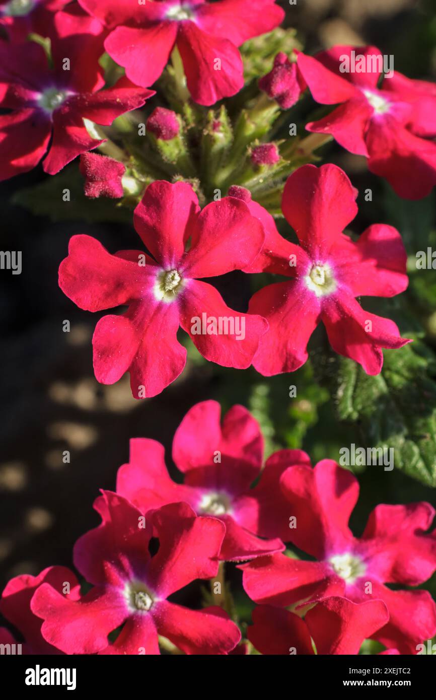 Verbena on a flower bed hi-res stock photography and images - Alamy