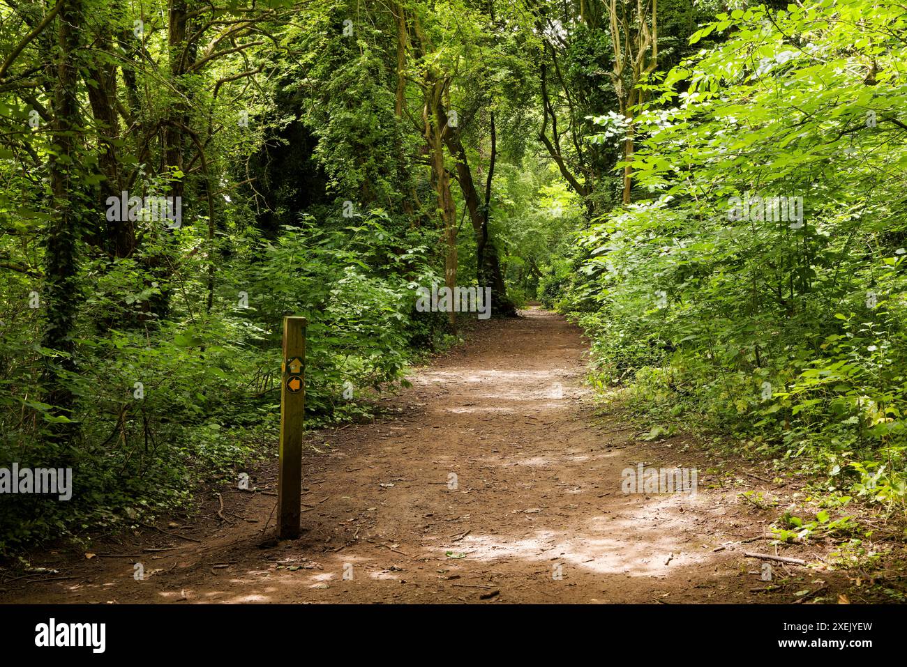 Path through summer woodland Stock Photo
