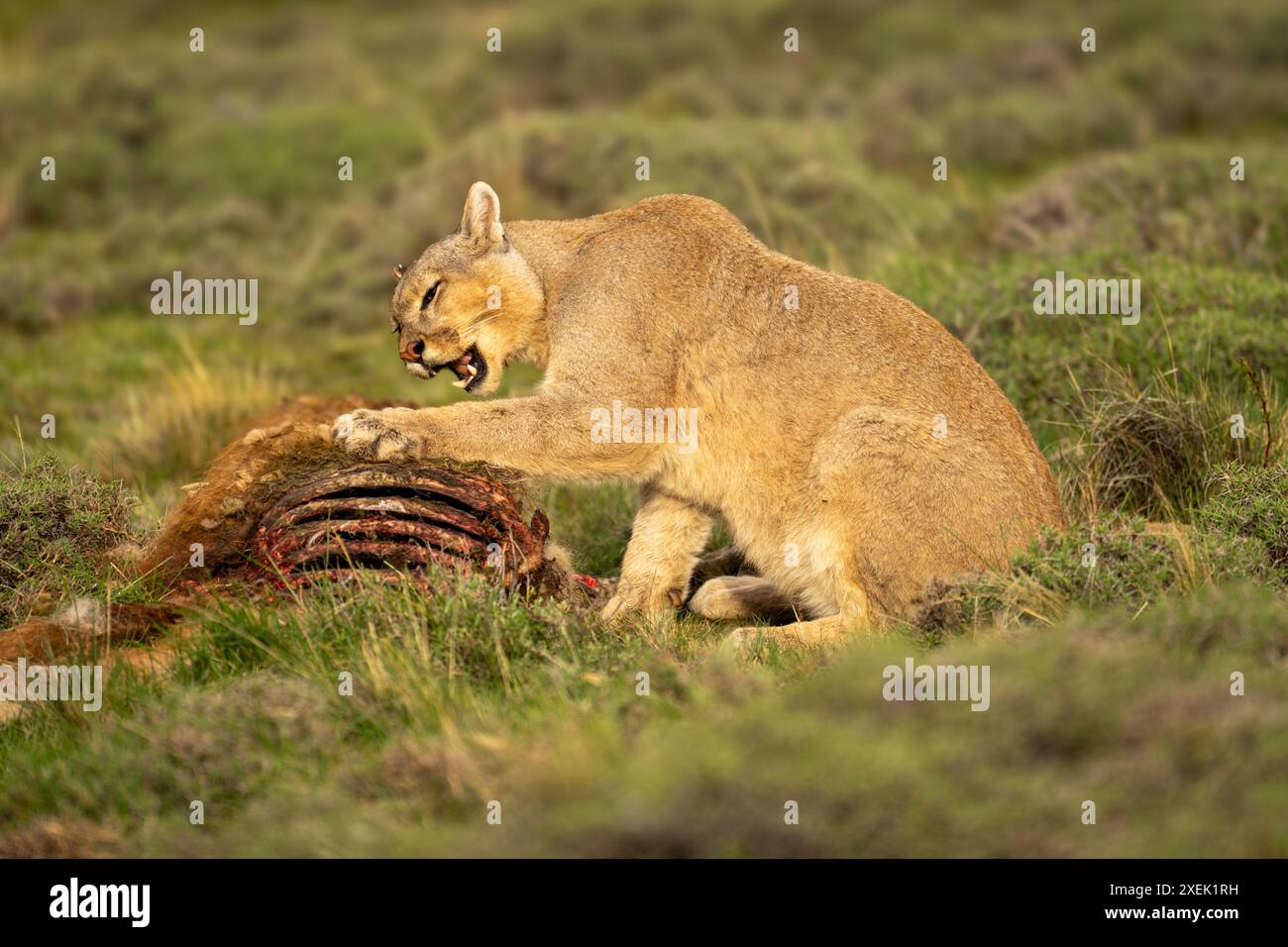 Puma eating hi res stock photography and images Alamy