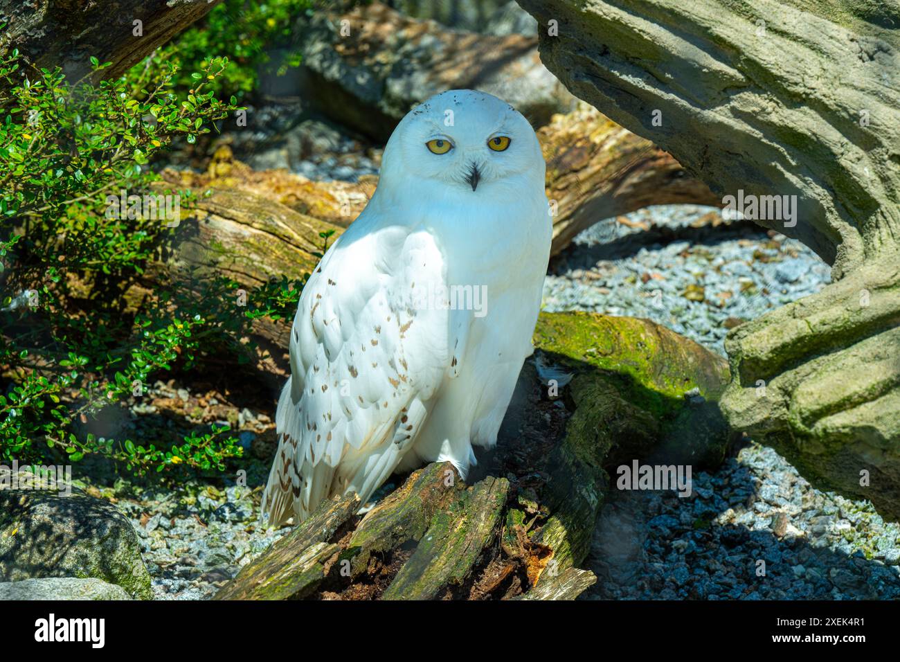 Portrait snowy owl nyctea hi-res stock photography and images - Alamy
