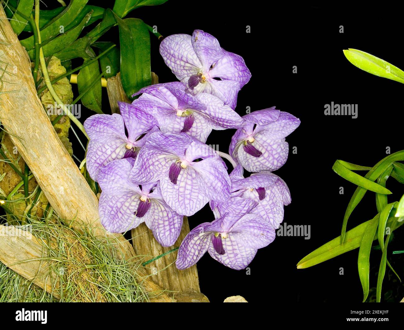 Vanda Coerulea Orchid – Rare Blooming Size Plant – Thailand With CITES