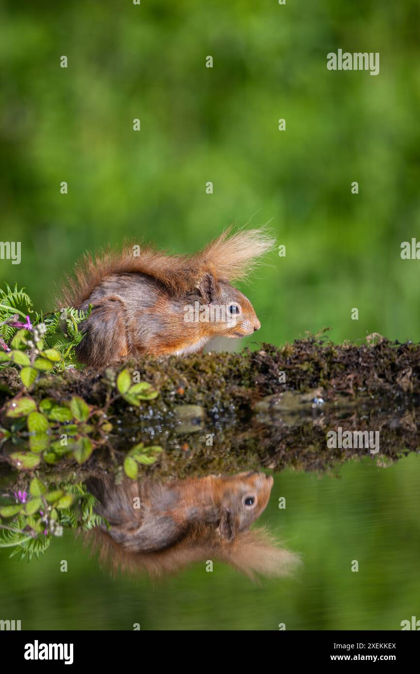 Red squirrel reflection in water hi-res stock photography and images ...