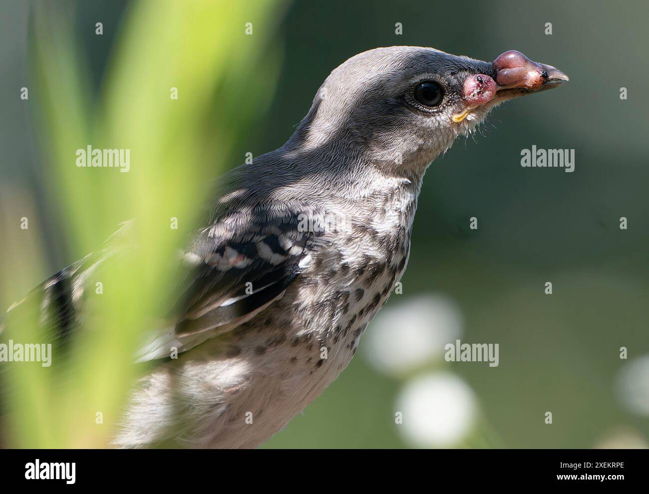 Avian cancer hi-res stock photography and images - Alamy