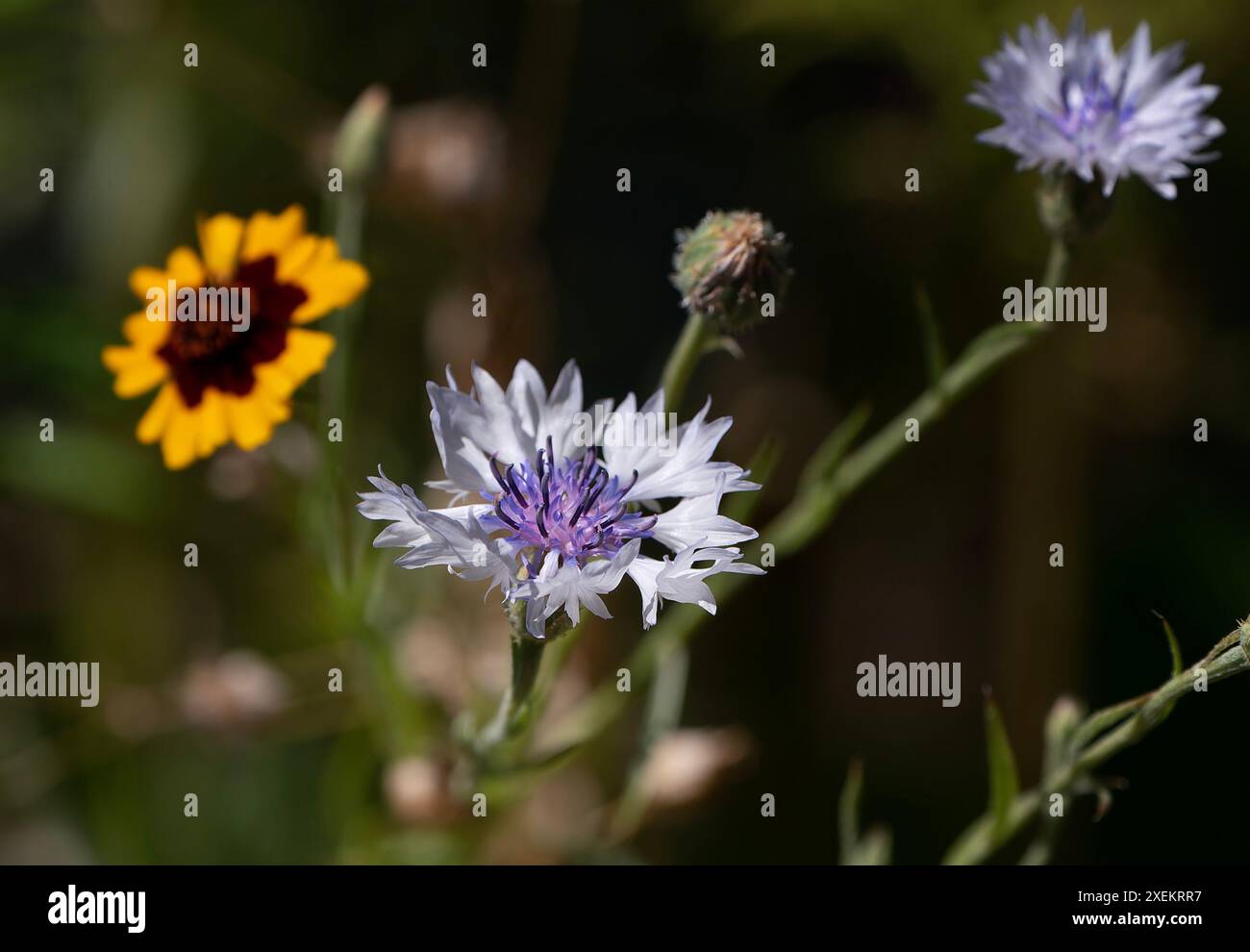 Cluster of wildflowers hi-res stock photography and images - Alamy