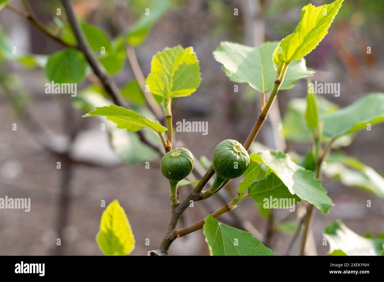Fig tree fruit orchard hi-res stock photography and images - Alamy