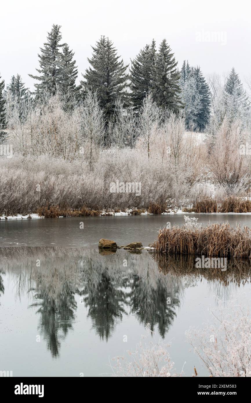 Image of pond reflecting trees hi-res stock photography and images - Alamy