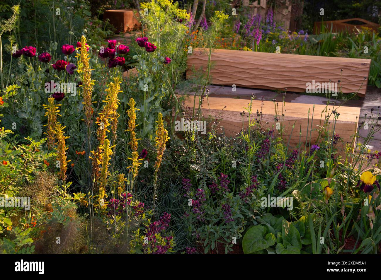 Carved oak benches surrounded by herbaceous planting including Papaver somniferrum 'Laurens Grape', Baptisia 'Burgundy Blast' and Asphodeline lutea in Stock Photo