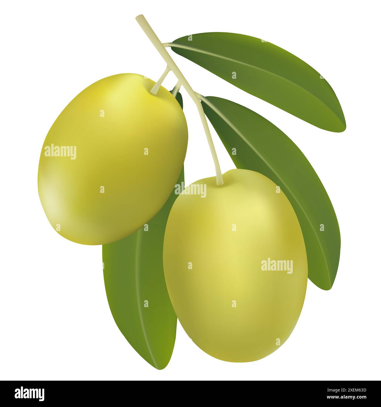 Vector drawing olive tree branch with green olives Stock Vector Image ...