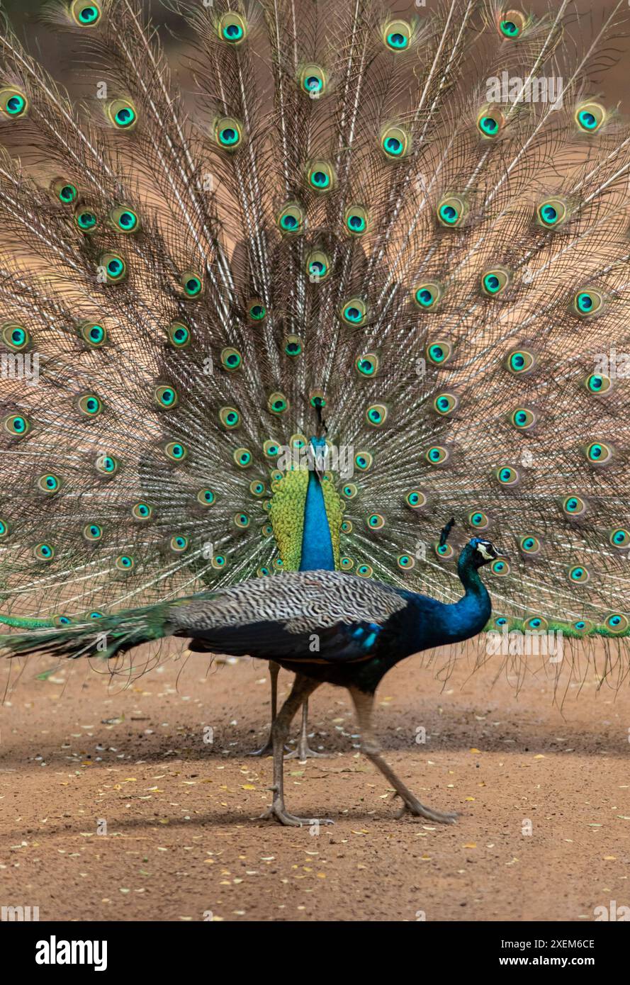 peacock with feathers; peacock with feathers and tail, dancing; Blue peacock spreading its feathers from Wilpattu National Park, Sri Lanka Stock Photo