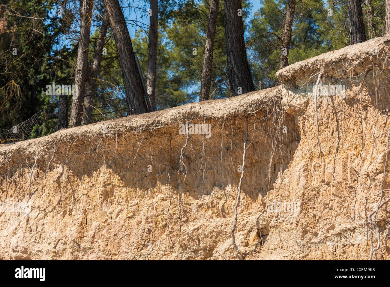 Árboles con las raíces al descubierto por un desprendimiento del terreno Stock Photo