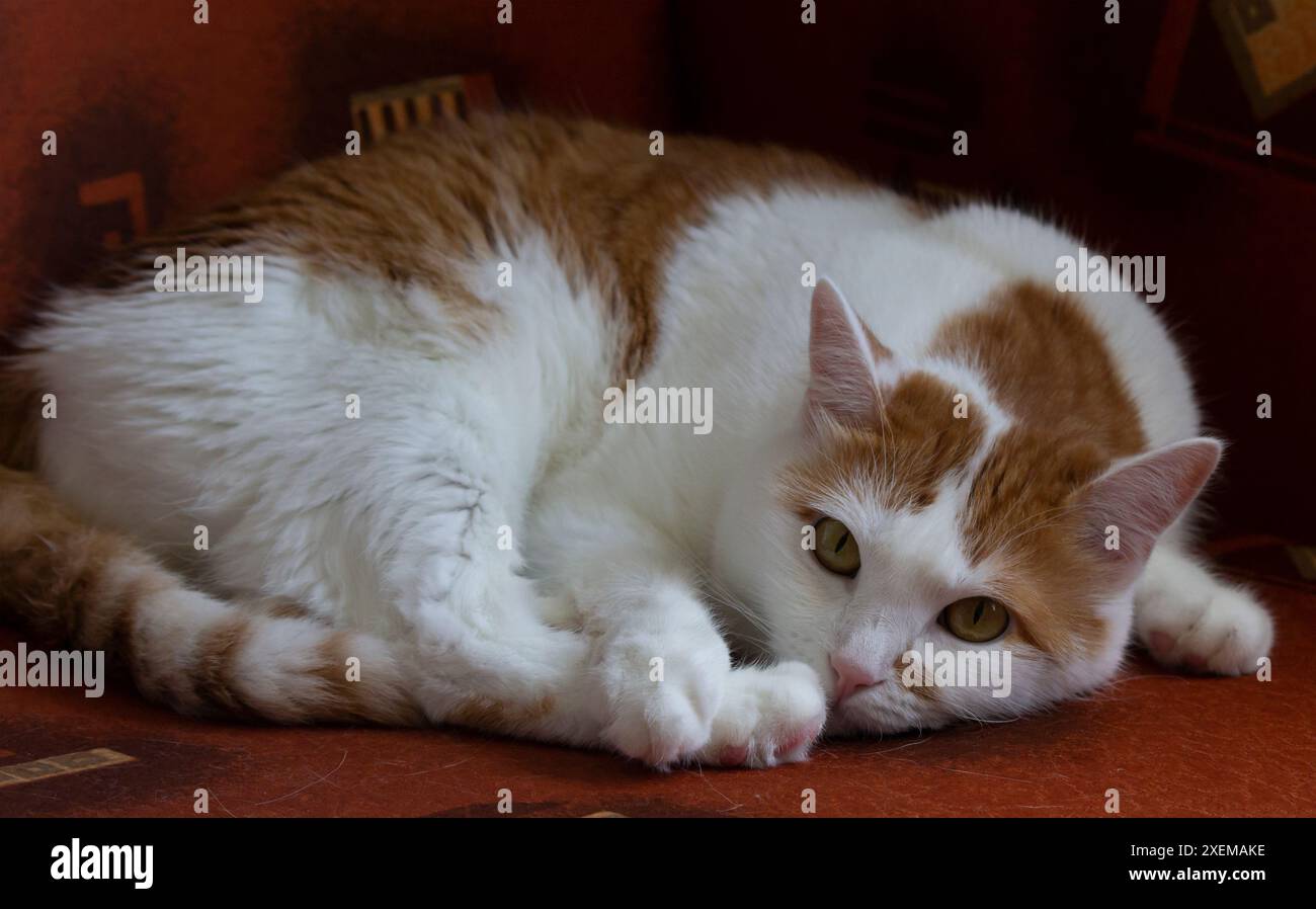 Cute red cat lying at home on a red background Stock Photo