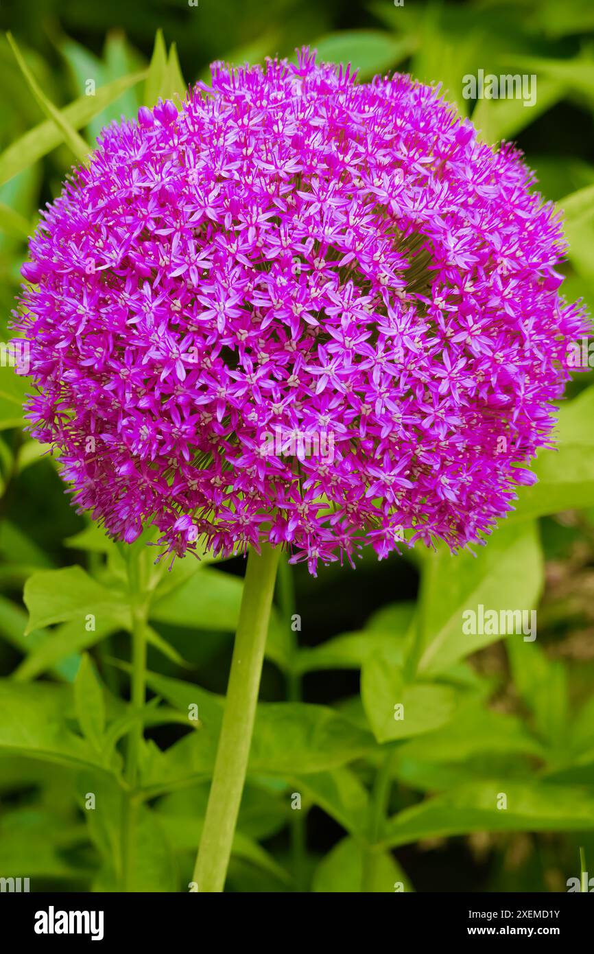 Multi flowered inflorescence hi-res stock photography and images - Alamy