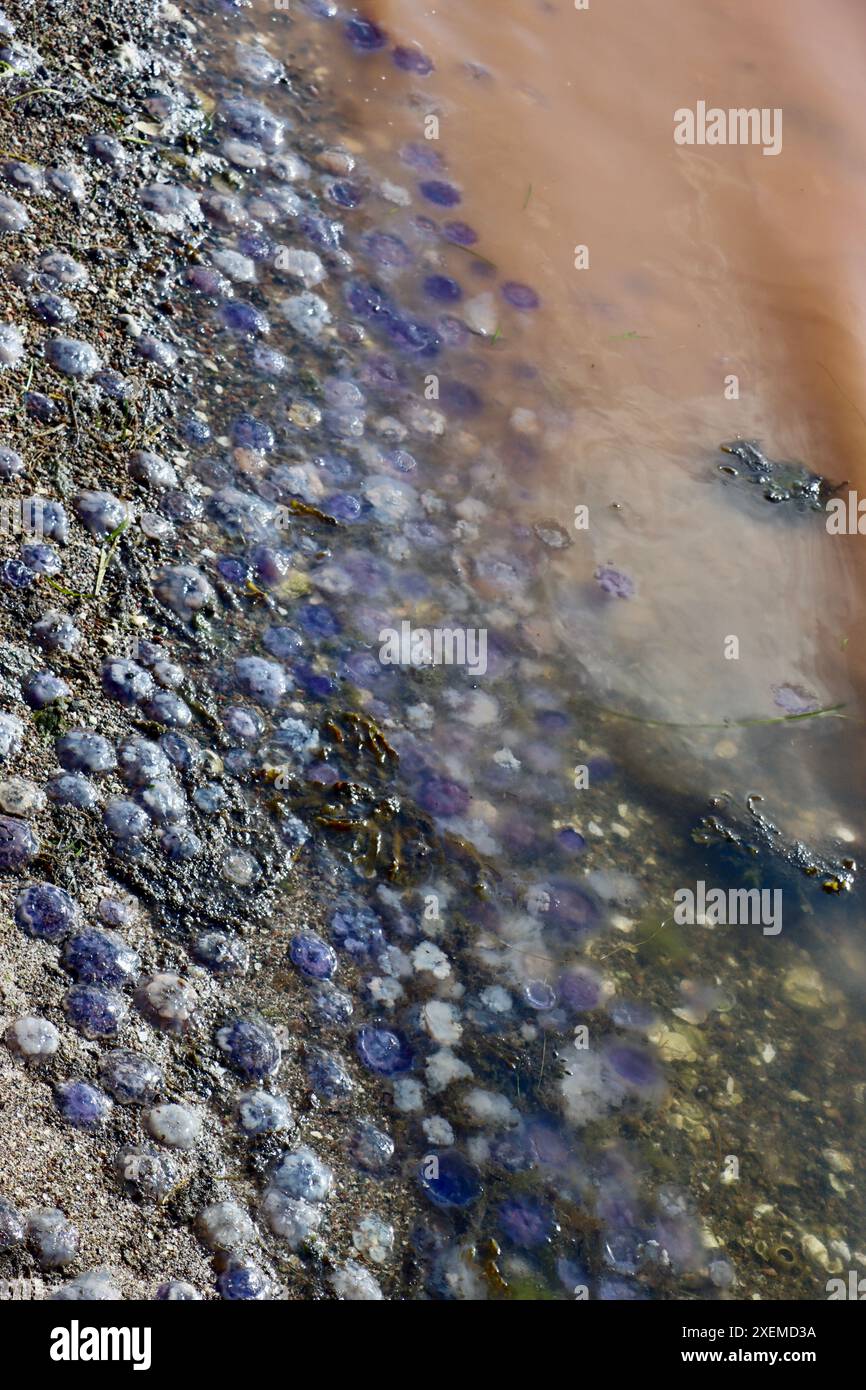 Yellow plankton / algae / algal  "bloom" and small blue jellyfish in Fjällbacka archipelago on the western coastline of Sweden, Kattegat, June 2024 Stock Photo