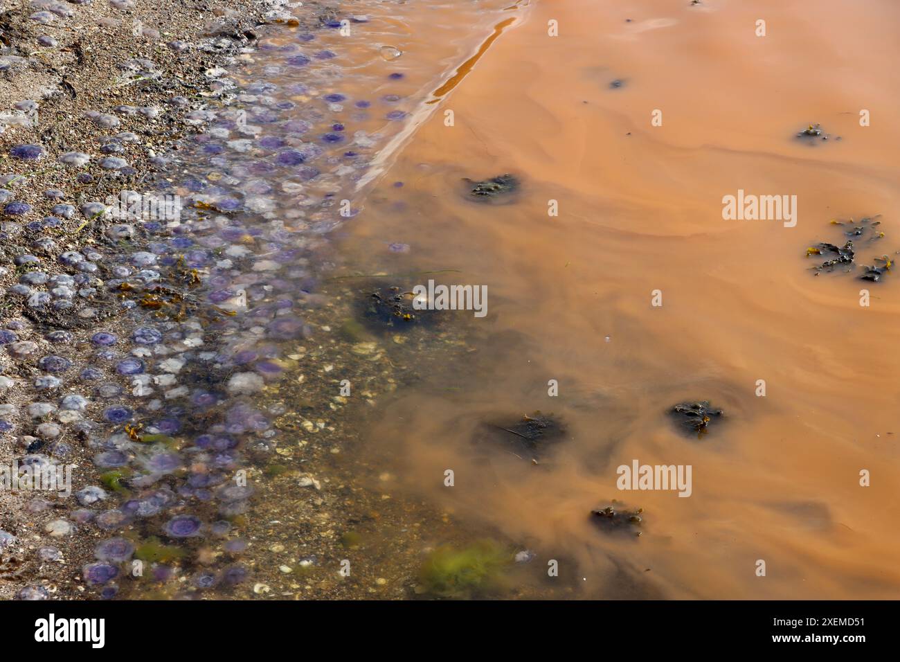 Yellow plankton / algae / algal  "bloom" and small blue jellyfish in Fjällbacka archipelago on the western coastline of Sweden, Kattegat, June 2024 Stock Photo