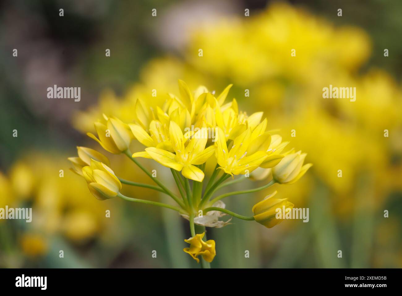 Delicate composition hi-res stock photography and images - Alamy