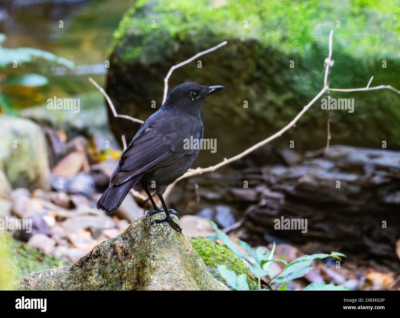 A Bornean Whistling-Thrush (Myophonus borneensis) on a rock. Sabah, Borneo, Malaysia. Stock Photo