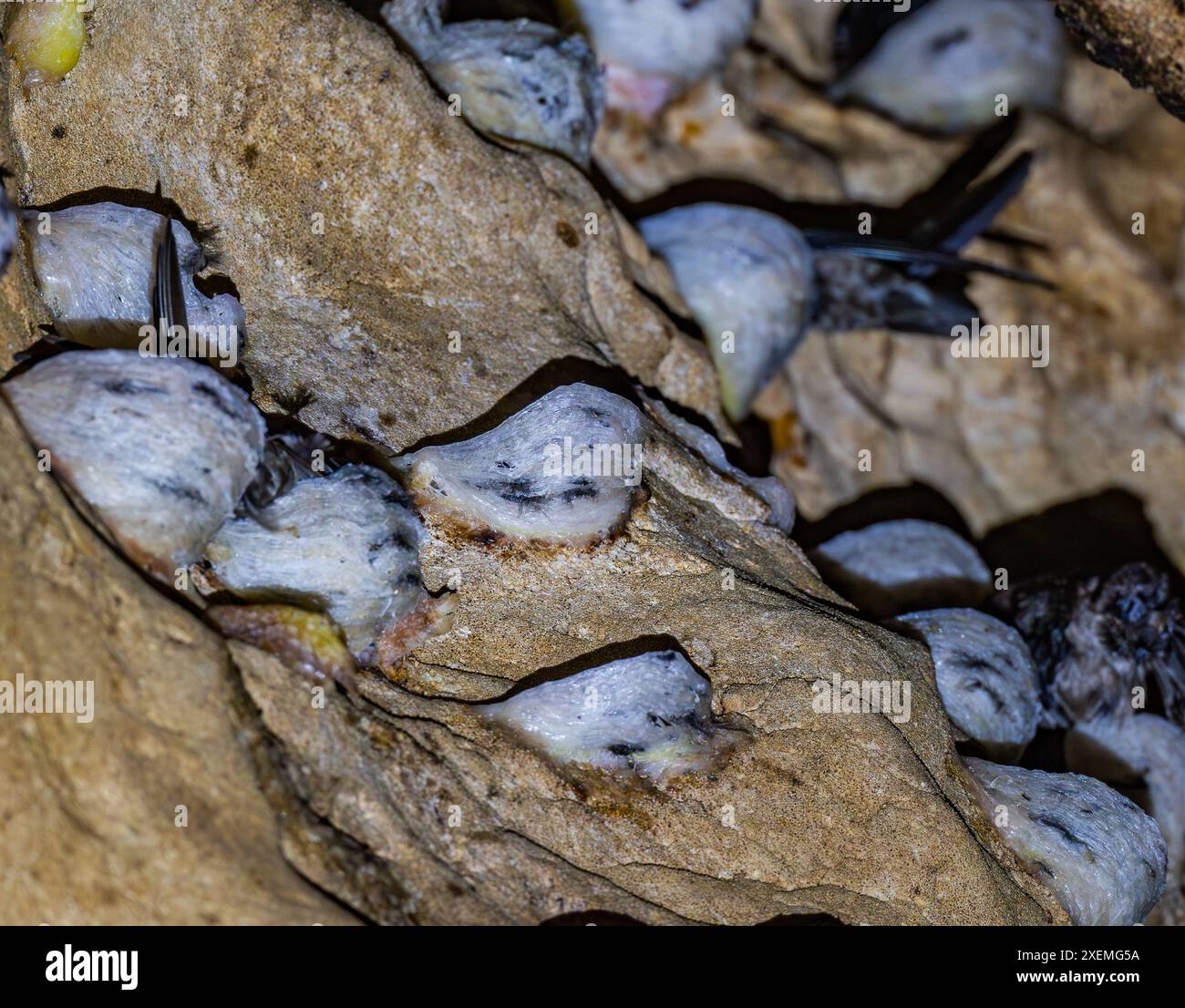 Aerodramus fuciphagus hires stock photography and images Alamy