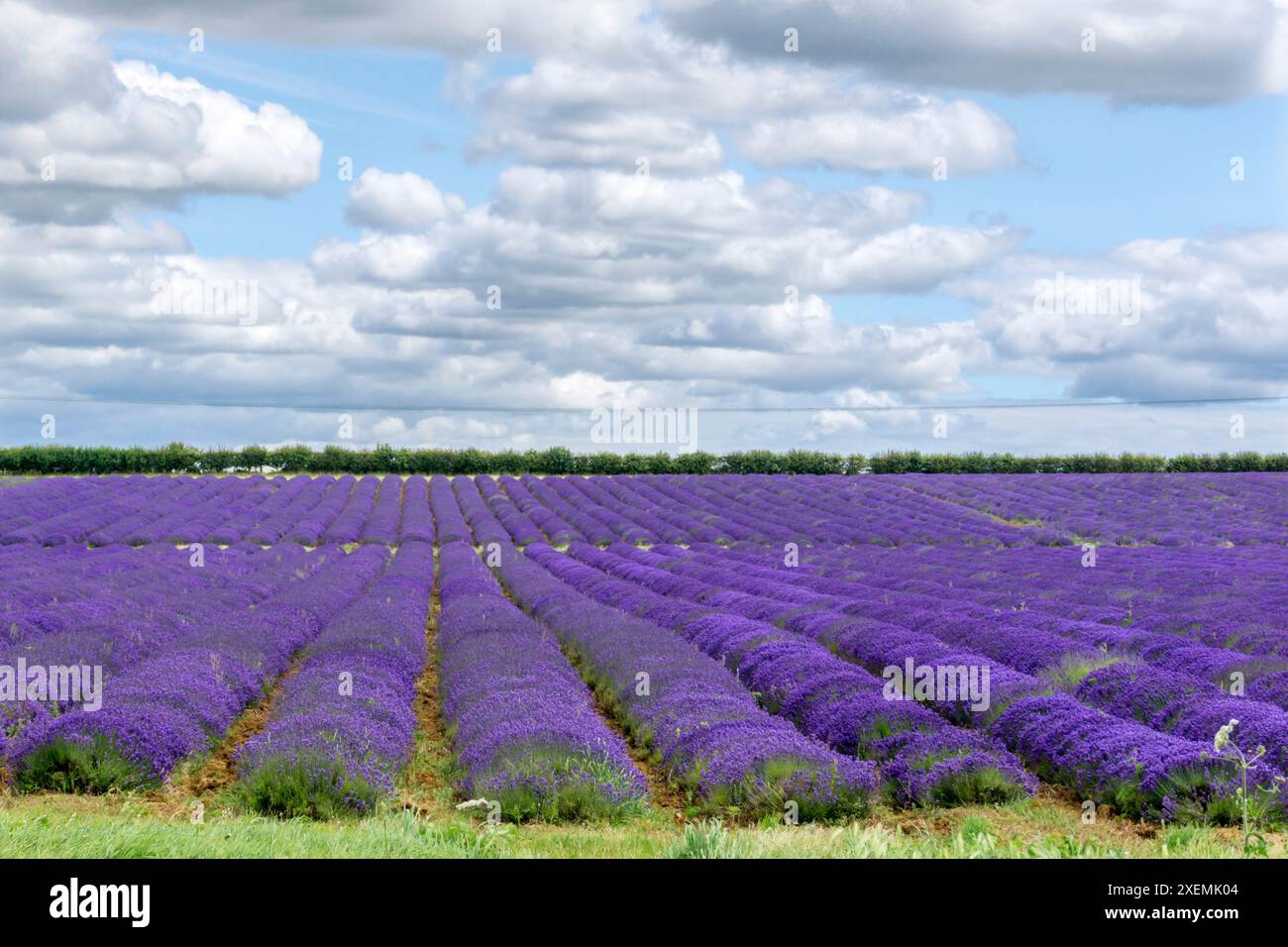 Fields of commercially grown Norfolk Lavender growing at Heacham in West Norfolk. Stock Photo