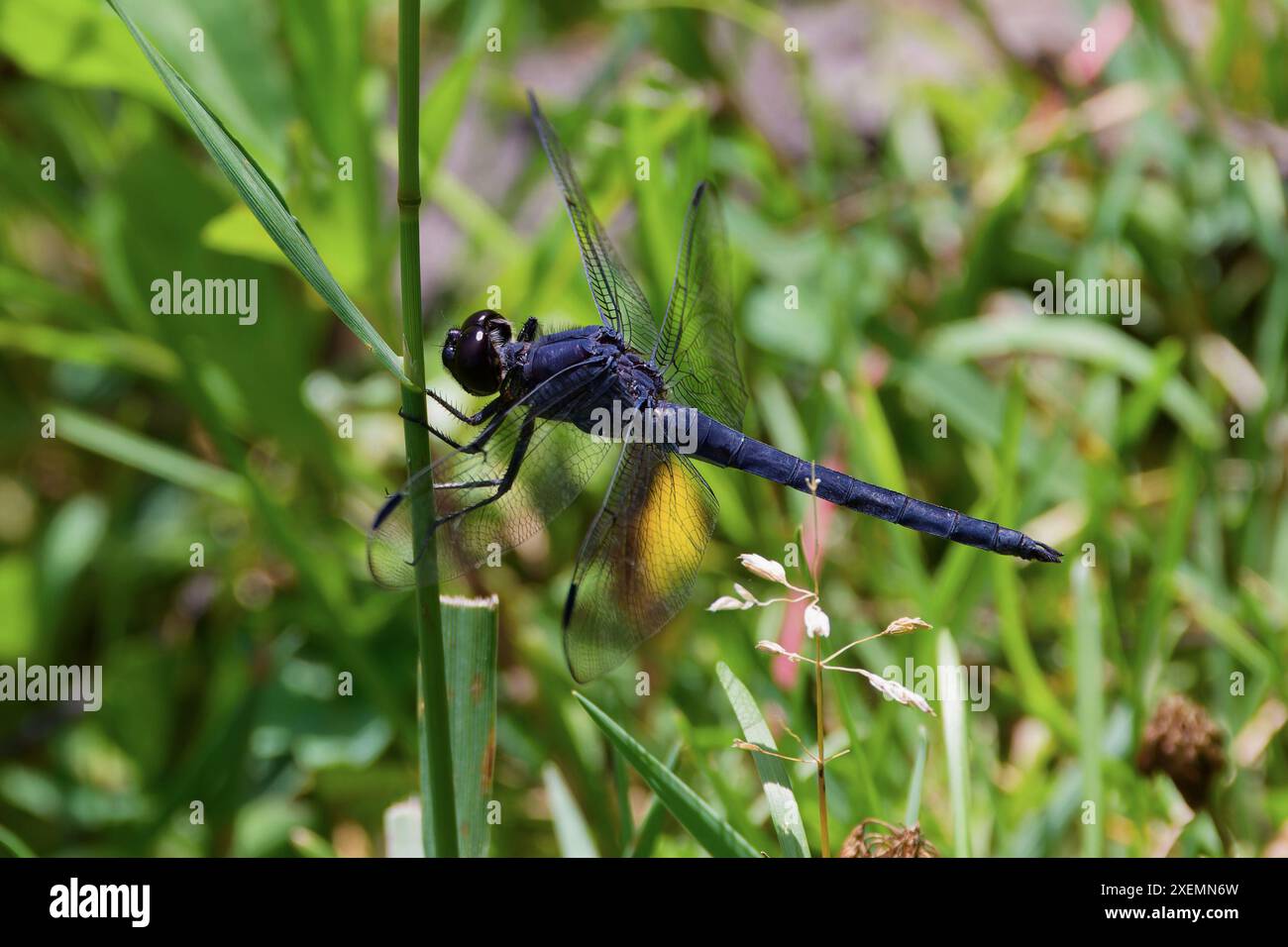 The slaty skimmer (Libellula incesta)  The dragonfly native to eastern United States and southern Ontario, Quebec, and New Brunswick Stock Photo