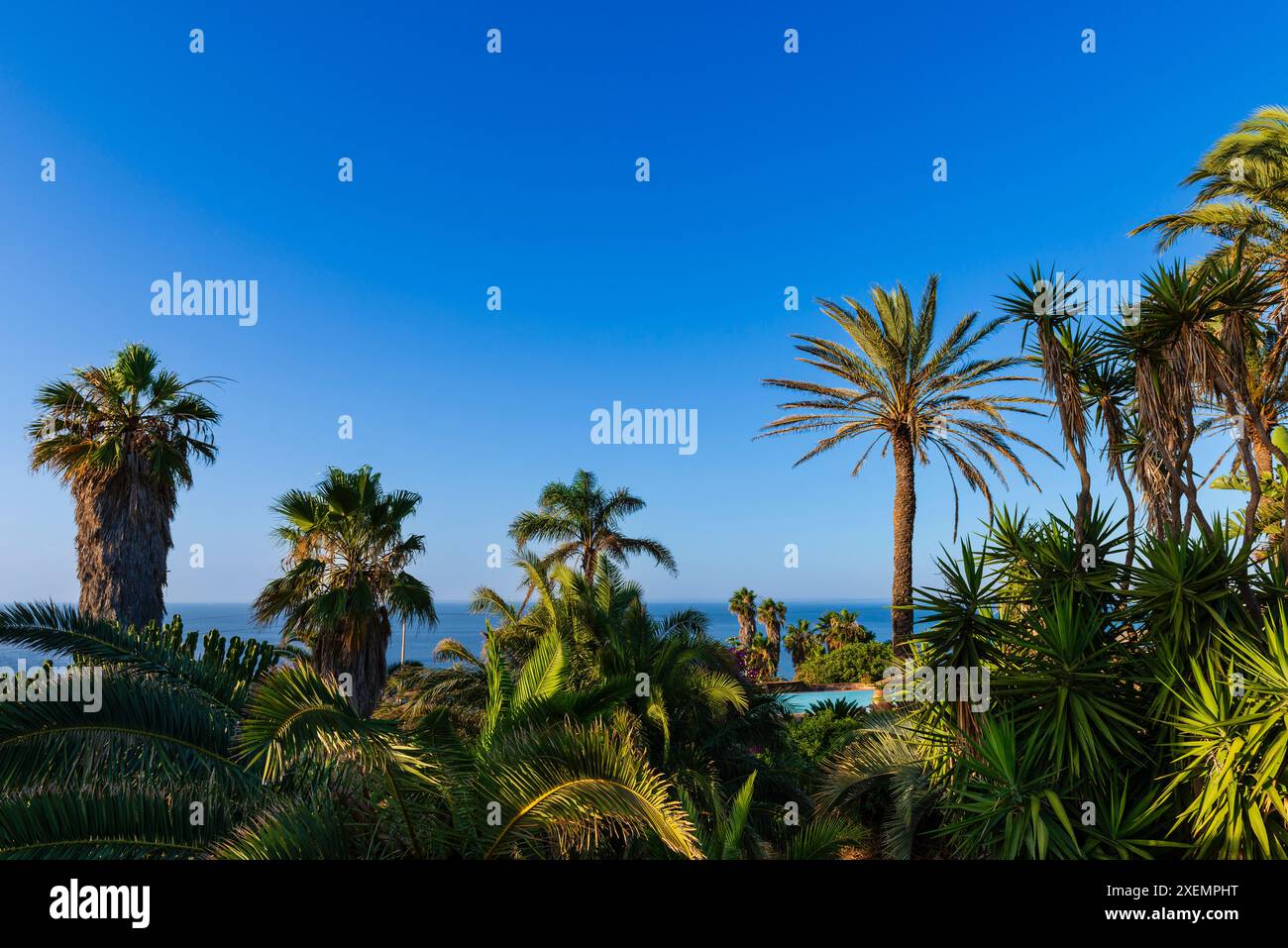 Lush mediterranean palm trees hi-res stock photography and images - Alamy